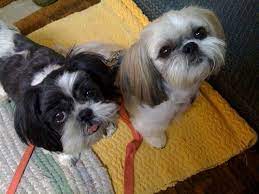 Shih Tzu Wire On Twitter What Is The Lifespan Of Your Shihtzu Dogs Dogsoftwitter Https T Co Yu08oakwx5