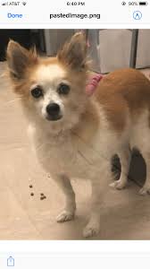 Pomeranian Chihuahua Mix Black And Brown Cute Chihuahua Pomeranian Mix White In 2020 With Images Pomeranian Chihuahua Mix Cute Chihuahua Pomeranian Dog