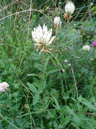 Image result for Trifolium isthmocarpum