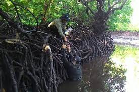 Potensi hutan bakau alias mangrove di indonesia memang patut diacungi jempol, pasalnya hutan bakau kabupaten kubu raya mendapat predikat terbaik di dunia versi majalah linkers citilink edisi maret 2016 dan ekspressair magazine. Potensi Kemaritiman Indonesia Hutan Mangrove Halaman All Kompas Com