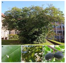 Image result for Tabernaemontana ventricosa