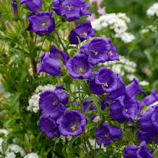 Image result for Campanula
