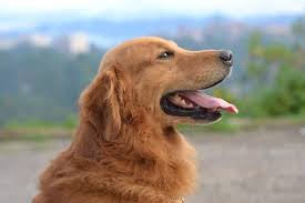 The golden and the labrador are both high energy retrievers that are loyal and easy to train. Golden Retriever Labrador Mix The Goldador Breed Guide