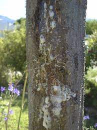 Plant Diseases