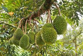 We hope that their venture into durian plantation can bring growth to the durian industry in malaysia. Raub Durian Farm Orchard Visit And Durian Buffet Durian Wonderland Durian Tree Durian Farm Scenery