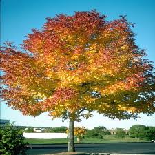 Image result for Fraxinus americana