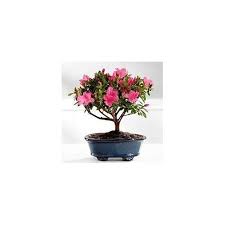Live Azalea Flowering Ornamental Bonsai Plant Best Indoor Outdoor Plants With Bonsai Pot Plants Azalea Flower Bonsai Plants