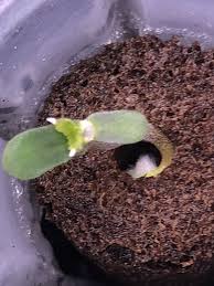 White piedra begins just beneath the hair shaft and grows into nodules that cling onto the hair, giving it a white appearance. Huge Patch Of White Hairs Growing From Seedling Stem Seed Propagation And Transplanting I Love Growing Marijuana Forum By Robert Bergman