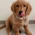 Gold Dachshund Puppies for Sale - DogsNow