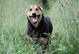 What Do Ears Back Mean In A Dog