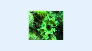 Image result for Styppeiochloa