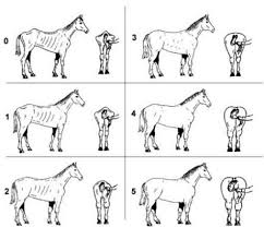 body condition scoring of horses