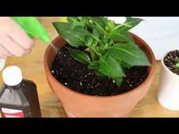 The only problem is with the deficiency of nutrients and the growth of excessive generally, i'd like to water the plants the next day after utilizing turmeric powder. How To Kill Mold In A Plant Pot Indoor Planting Youtube