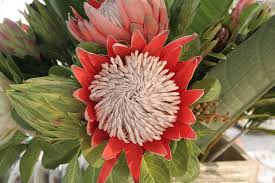 Wand flowers, or more romantically angel's fishing rods, are one of my favourite perennials. Flowers Summer Garden Southafrica Gardens Plant Flower Flowering Plant Beauty In Nature Growth Pxfuel