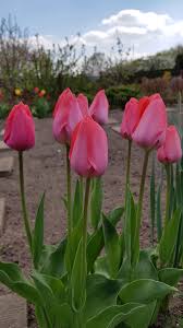Kein Garten Ohne Tulpen Tulpen Pflanzen Pflanzen Tulpenzwiebeln