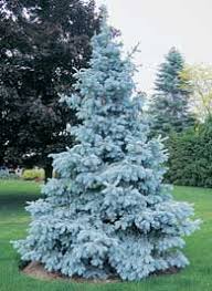 Its needles are silvery blue and keep their color well throughout the year as the tree is evergreen. Grobe S Nursery And Garden Centre Evergreens2