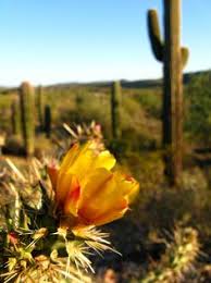 Δείτε 120 αντικειμενικές κριτικές για cactus rose restaurant, με βαθμολογία 3,5 στα 5 στο tripadvisor και ταξινόμηση #11 από 43 εστιατόρια σε wilton. 87 Maricopa Ideas Maricopa Arizona Arizona Maricopa County