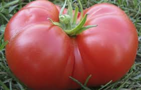 If you're growing indeterminate or vining varieties (big boy, beef master, most heirlooms). Growing Vegetables Tomatoes Fact Sheet Unh Extension