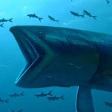 Leedsichthys pages in category leedsichthys. Leedsichthys Bigjurassicfish Twitter