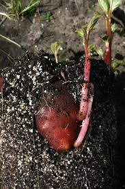 Image result for Impatiens gomphophylla