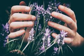 Download and use 4,000+ essential oils stock photos for free. Best 500 Essential Oil Pictures Download Free Images On Unsplash