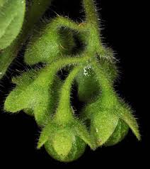 Image result for Solanum sp. B