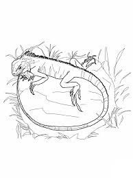 Some pages have bunny ears from normal use. Free Printable Iguana Coloring Pages For Kids