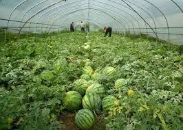 疑高溫中暑嘉義7旬農夫暴斃西瓜田 華視新聞 edible landscaping landscape software design