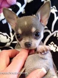 Black And Tan Long Haired Chihuahua Puppies For Sale Adorable Little Chihuahua Teacup Chihuahua Puppies Chihuahua Puppies Cute Chihuahua