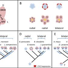 Let us discuss the symmetry in flowers. Symmetry In Diverse Flower Shapes A Asymmetrical Flowers Have No Download Scientific Diagram