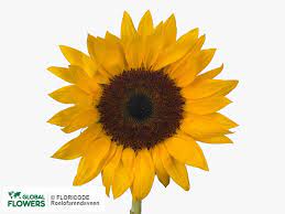 We did not find results for: Sunflowers By The Piece Buy At A Bargain Price On Global Flowers
