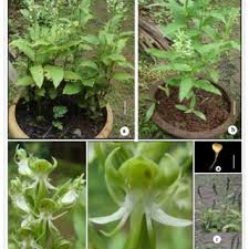 Image result for Eulophia ensata