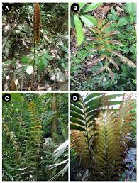 Image result for Zamiaceae