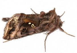 Image result for Autographa macrogamma