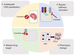Image result for ROS1 Inhibitor