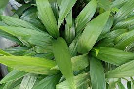 Image result for Aspidistra