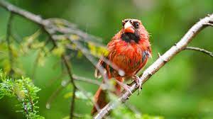 Avoid Wet Bird Seed 3 Ways To Keep Bird Seed Dry