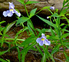 Image result for Mimulus gracilis