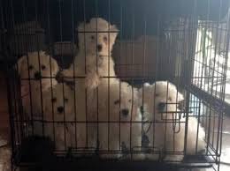 Jun 19, 2021 · puppyfinder.com is your source for finding an ideal bichon frise puppy for sale near austin, texas, usa area. Adorable Akc Bichon Frise Puppies For Sale In San Antonio Texas Classified Americanlisted Com