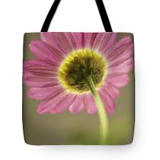 Delicate Daisy Hand Towel by Penny Meyers