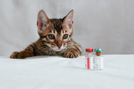 Different regions have different diseases. Kitten Vaccination Schedule Cat World