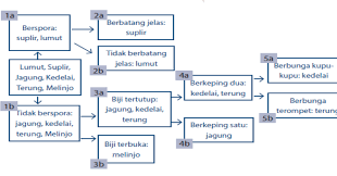 Kelompok tersebut dapat didasarkan pada ukuran besar hingga yang kecil dari segi anggota kelompoknya. Klasifikasi Dikotom Dan Kunci Determinasi