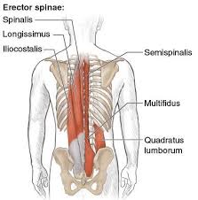 Maybe you would like to learn more about one of these? Figure 2 6 Spinal Extensors And The Quadratus Lumborum Back View Of Vertebral Column The Three Columns Spinalis Quadratus Lumborum Muscle Anatomy Anatomy