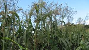 Sorgo-Vassoura de Porte Baixo IAC 10V50