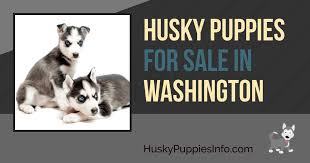 192 likes · 68 talking about this. Siberian Husky Puppies For Sale And Breeders In Washington Wa