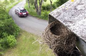 Whether you live near woodland, the coast, a park, or even in the city, take a stroll around to see what. Bird Nest Removal Do S And Don Ts Terminix