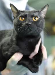 Bombay Cat Breed Profile Metaphorical Platypus Cat Breeds Bombay Cat Cats