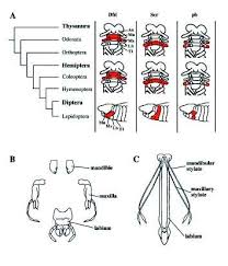 A Diagram Of Expression Patterns Of Homeotic Genes Dfd Scr And Pb In Download Scientific Diagram