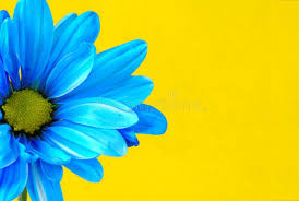 Blue Flower On A Yellow Background Ad Flower Blue Background Yellow Ad In 2020 Blue Flower Photos Blue Flowers Yellow Background