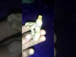 Bambu yang satu ini bukan sembarang bambu. Bambu Petuk Wali Asli 081366170626 Youtube